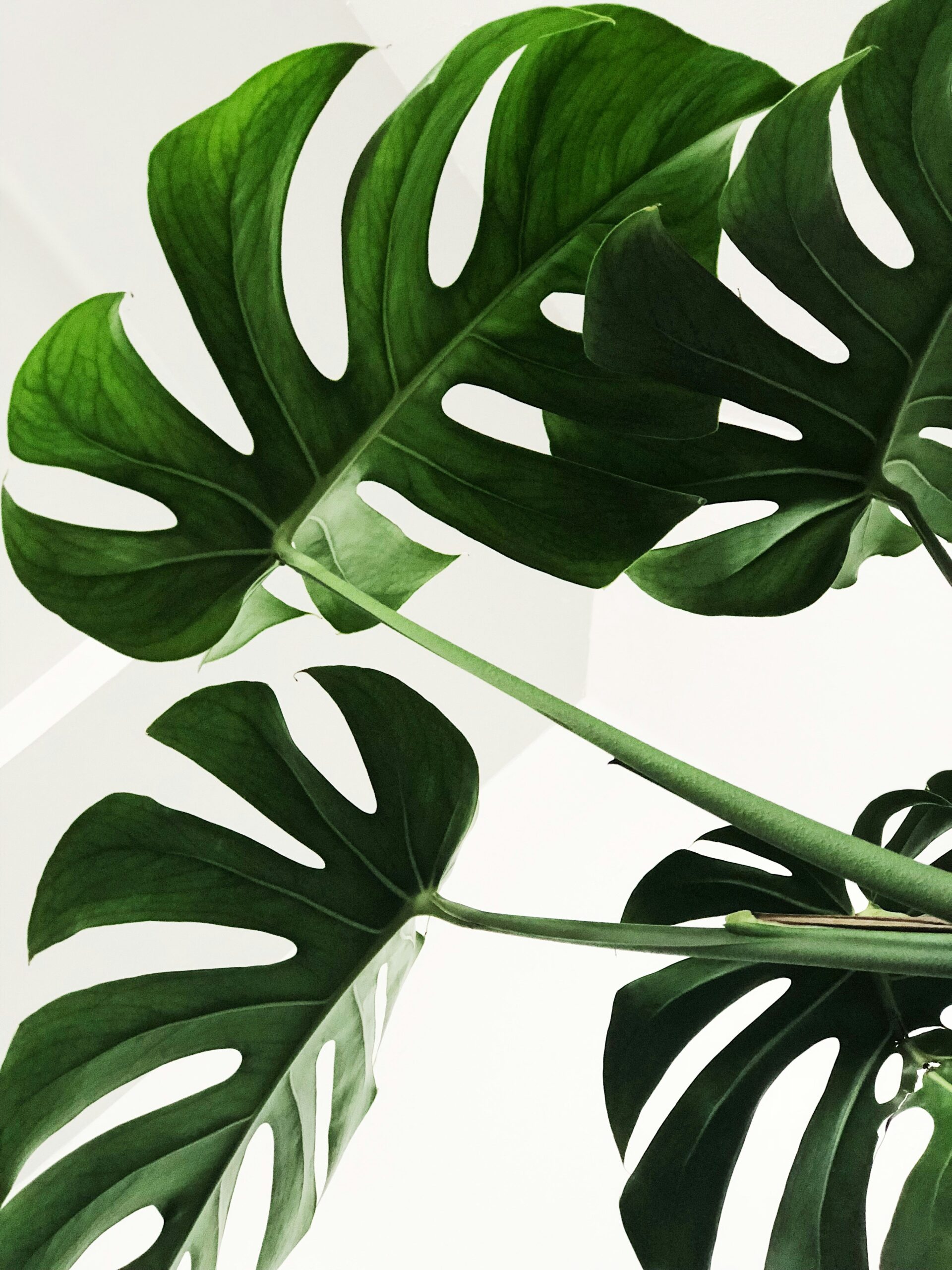 Monstera plant